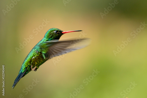 green hummingbird in free flight in nature