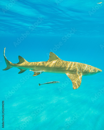 Lemon shark in the Bahamas