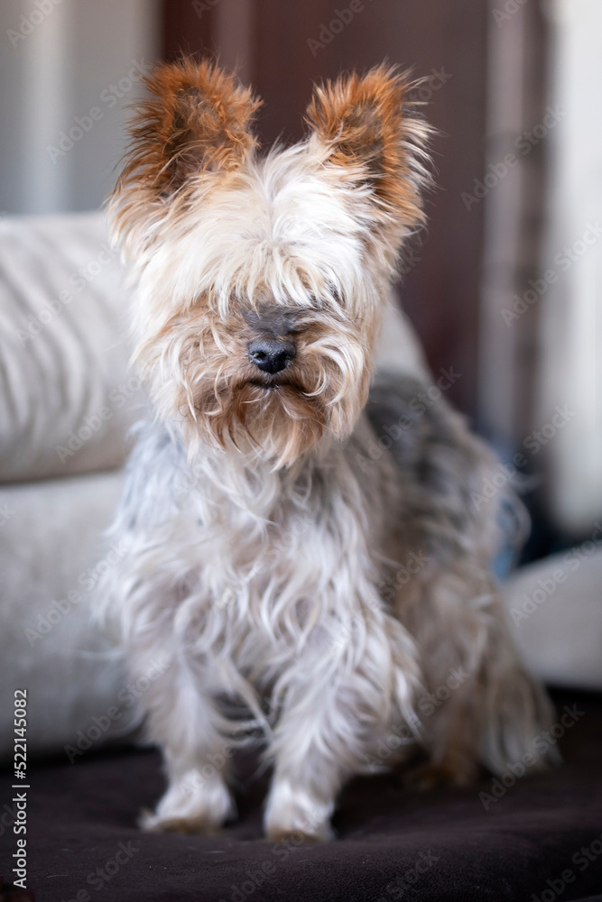 Pies rasy Yorkshire terrier stoi na kanapie Pies rasy Yorkshire terrier stoi na kanapie