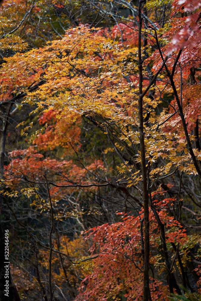 紅葉