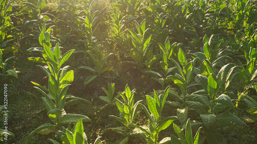 Obraz premium Tobacco big leaf crops growing in tobacco plantation field.Tropical Tobacco green leaf texture,for background. Largest tobacco plantaion in Indonesia, Temangung, Central Java, Indonesia