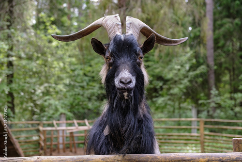 goat behind bars photo