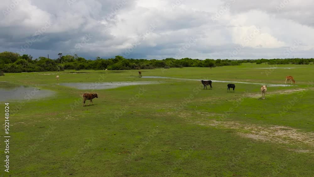 Cattle on a swampy pasture. Sri Lanka. Cattle on a swampy pasture. Sri Lanka.