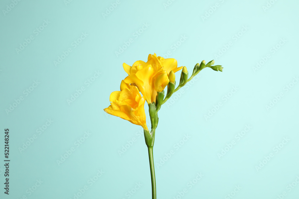 Beautiful blooming yellow freesia on light blue background Beautiful blooming yellow freesia on light blue background