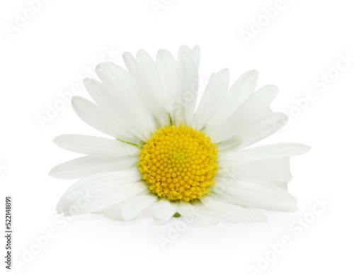 One beautiful daisy flower on white background