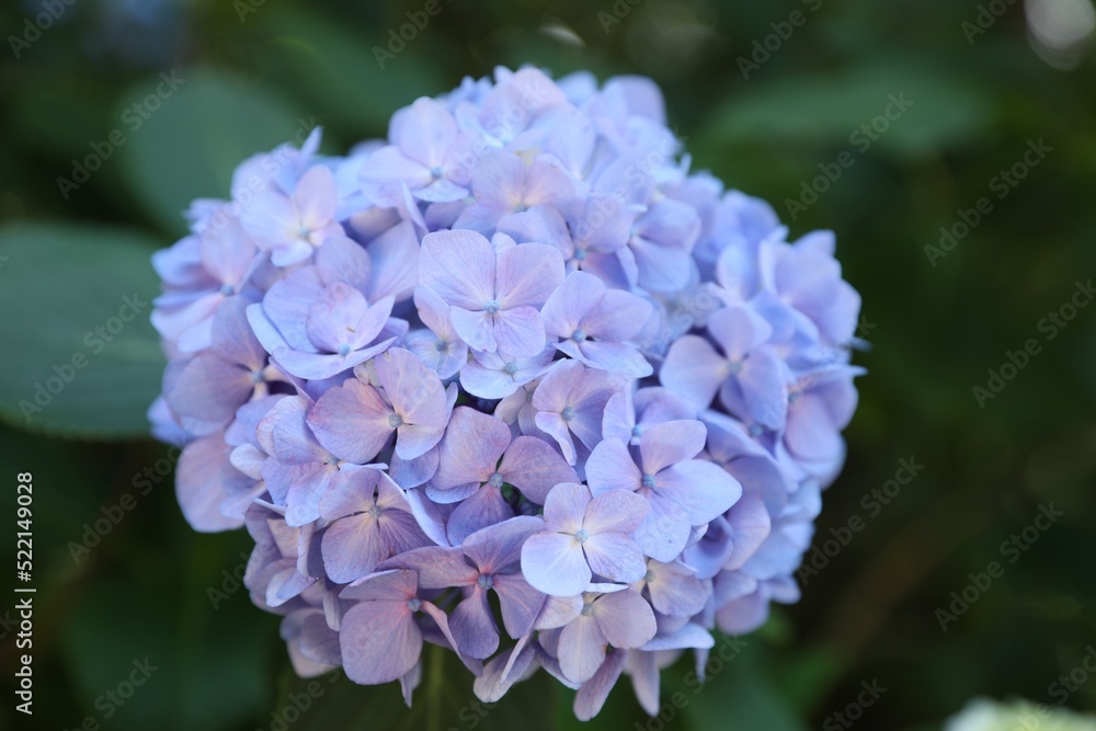 Beautiful hortensia flower growing in park, closeup Beautiful hortensia flower growing in park, closeup