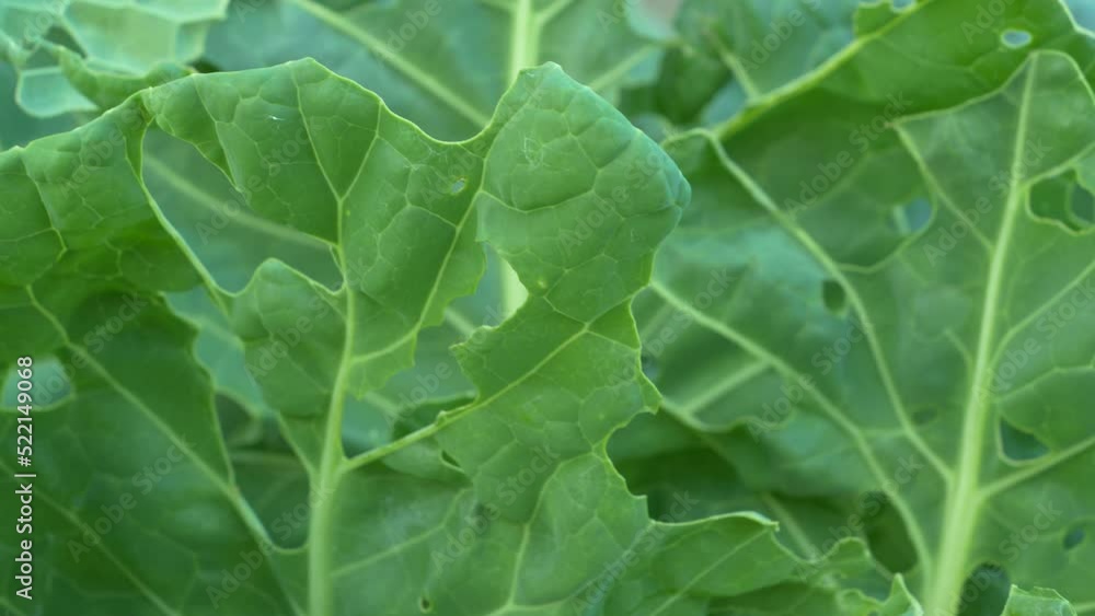 CLOSE UP: Perforated green cabbage leaves due to attack of vegetable parasite. Garden pests damaged vegetables and caused crop loss. Cabbage worm attacked green vegetable and caused holes in leaves. CLOSE UP: Perforated green cabbage leaves due to attack of vegetable parasite. Garden pests damaged vegetables and caused crop loss. Cabbage worm attacked green vegetable and caused holes in leaves.