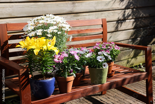 Fototapeta Naklejka Na Ścianę i Meble -  Many different beautiful blooming plants in flowerpots on wooden bench outdoors