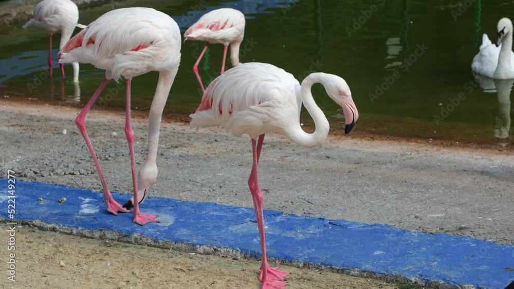 A Flock Of Pink Flamingos In The City Zoo Is Fussing, Cleaning Their Feathers, Taking Water Treatments. 60 FPS, 4k, ProRes A Flock Of Pink Flamingos In The City Zoo Is Fussing, Cleaning Their Feathers, Taking Water Treatments. 60 FPS, 4k, ProRes