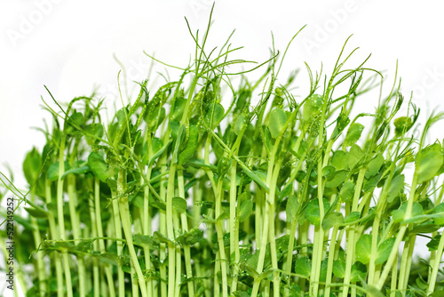 Micro greens peas sprouts isolated on white background. The concept of healthy eating and organic food