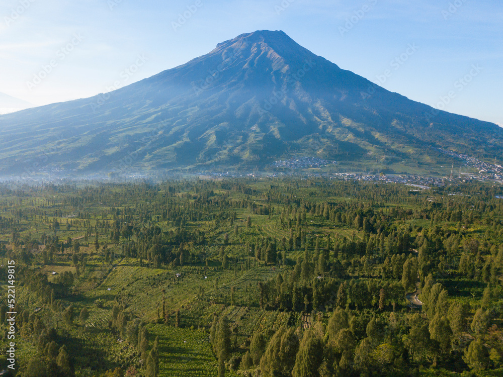 Aerial view of field growing tobacco on bright summer day in the largest tobacco plantation in Indonesia. Temanggung, Central Java, Indonesia