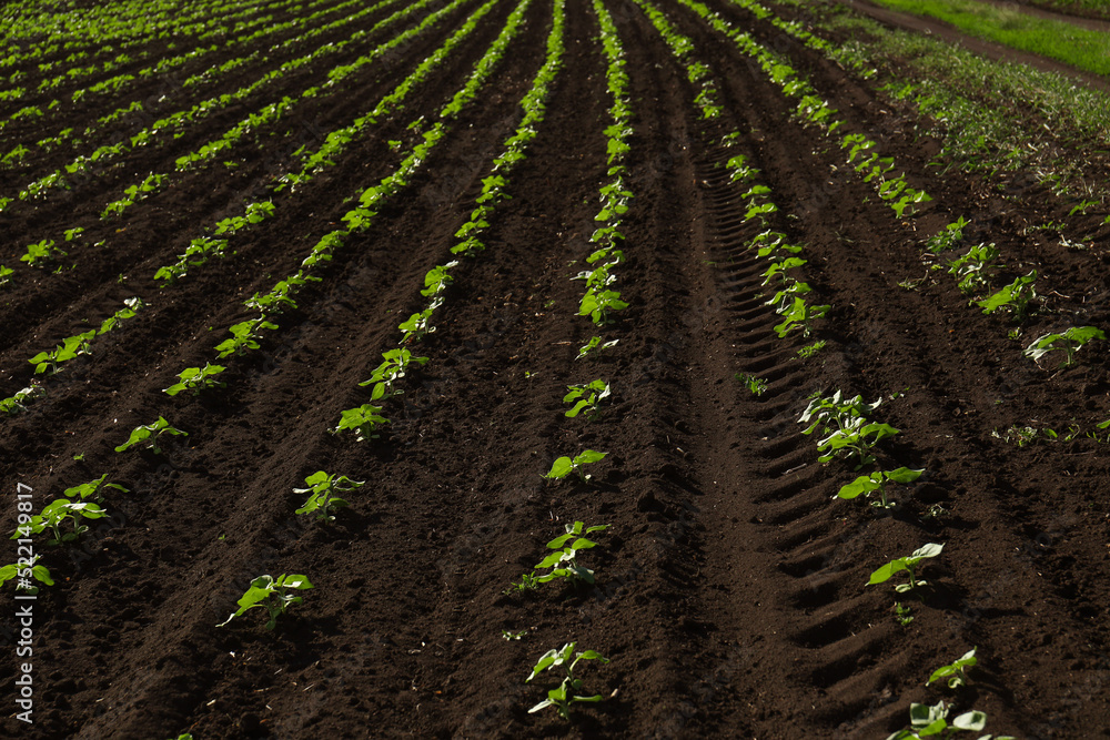 Agricultural field with sunflower seedlings on sunny day Agricultural field with sunflower seedlings on sunny day