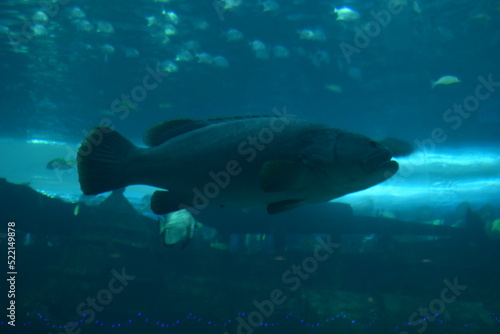 big fish in aquarium