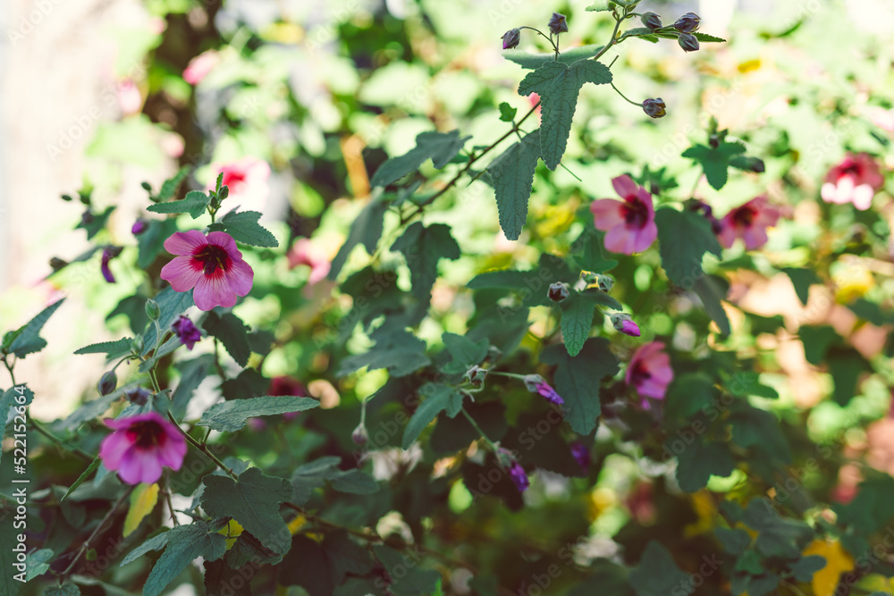 pink hibiscus plant outdoor in sunny backyard pink hibiscus plant outdoor in sunny backyard