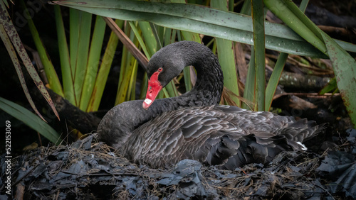 Fototapeta Naklejka Na Ścianę i Meble -  Black Swan Nesting in the Park in Auckland New Zealand in the Spring Time