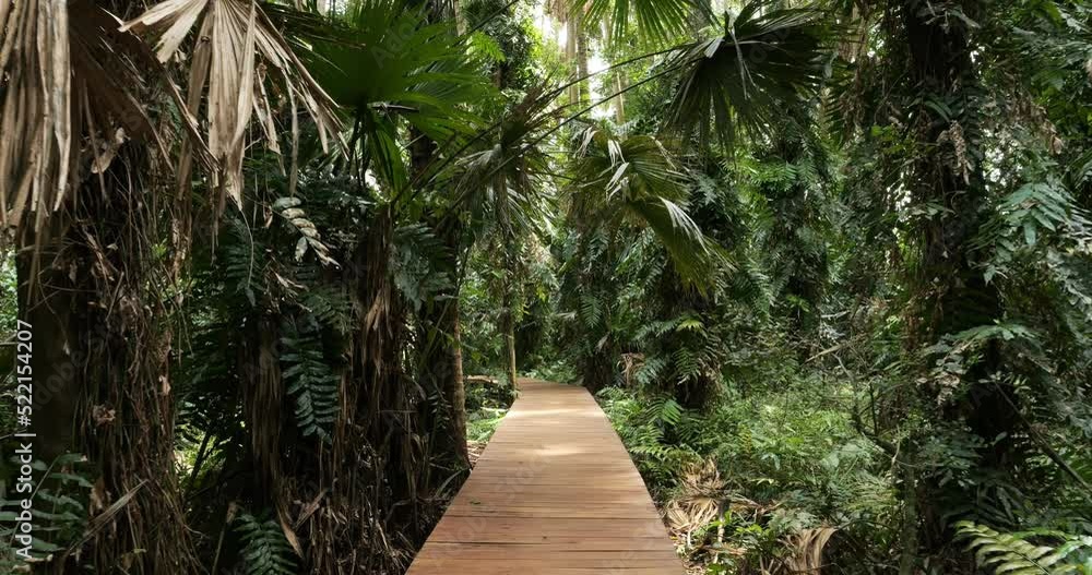 Walking on a wooden bridge in tropical rainforest trees. Walking on a wooden bridge in tropical rainforest trees.
