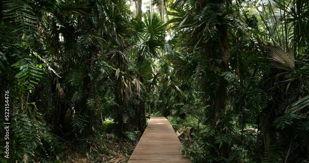 Walking on a wooden bridge in tropical rainforest trees. Walking on a wooden bridge in tropical rainforest trees.
