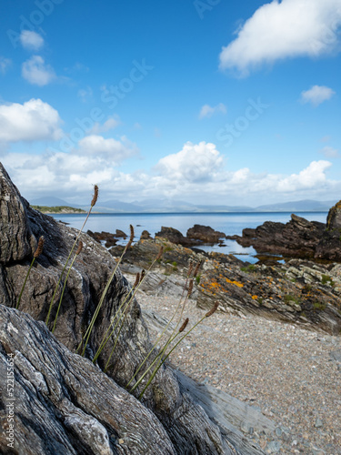 Wild grass growing on the Kintyre peninsula on the west coast of photo