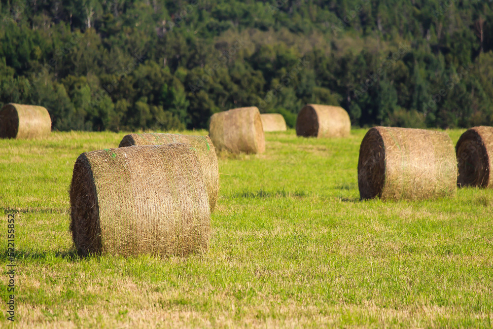 Golden piles of hay with green grass, Gaspésie, Québec