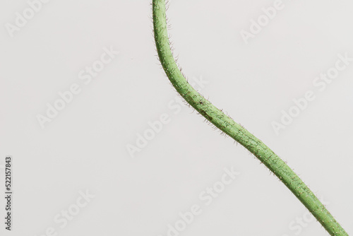 Close up of hairy poppy stem photo
