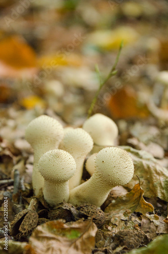 A vertical image of the common puffball (Lycoperdon perlatum) growing in the forest and surrounded by fallen leaves.