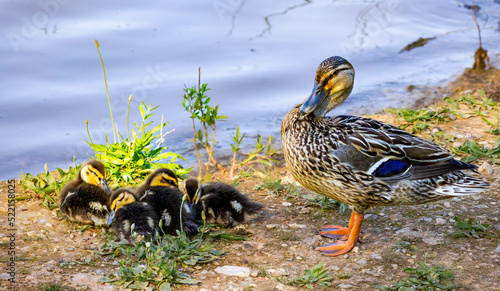 Canvas Print Mallard duck and ducklings at Garden Lake in Rome Georgia.
