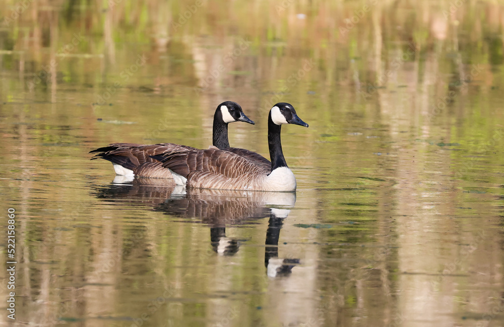 Canadian Geese mated pair swimming at Garden Lake in Rome Georgia. Canadian Geese mated pair swimming at Garden Lake in Rome Georgia.