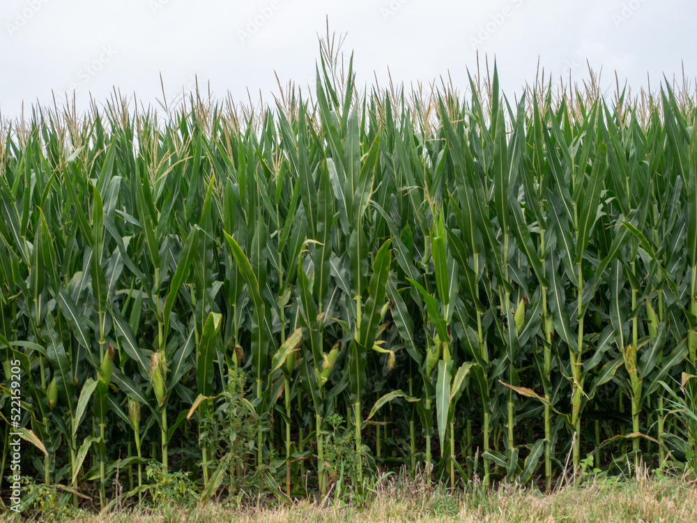 green corn field green corn field