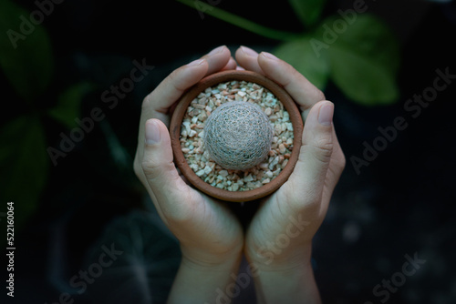 Hands of a woman holding cactus name mammillaria lenta, the blurred background. photo