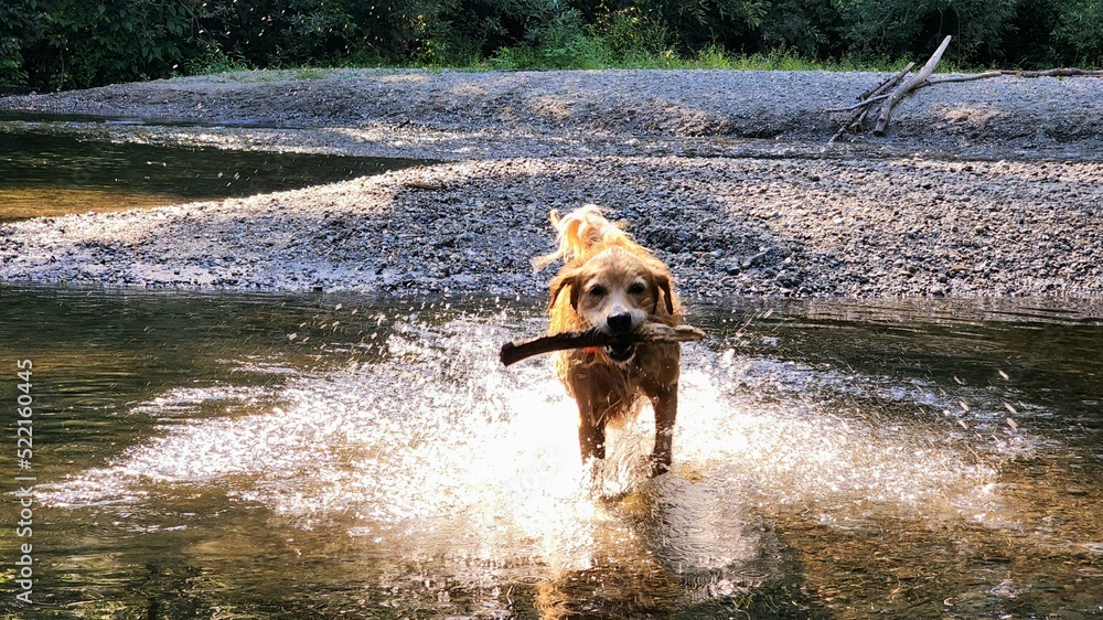 Golden retriever dog running in the water.