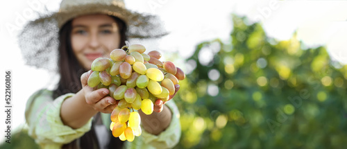 Female winegrower with ripe grapes in vineyard, closeup