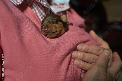 Tiny Miniature Pinscher puppy keeping warm inside sweater photo