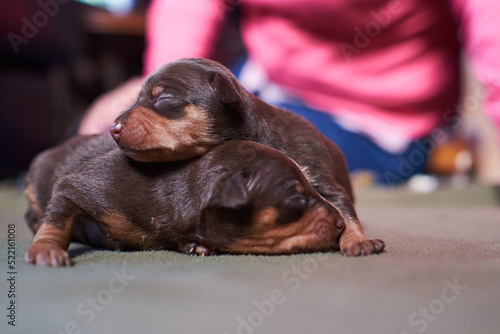 Tiny Miniature Pinscher puppies at 4 weeks old photo