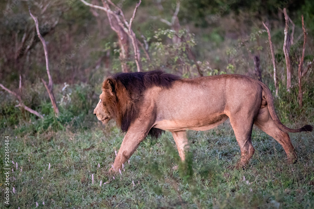 Fotka „Specimen of African lion walking in the African savannah of ...