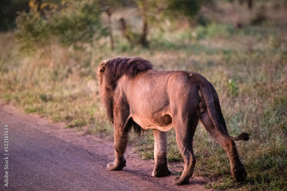 Fototapeta premium African lion specimen walking along the roads of the African savannah of South Africa at dawn, is one of the stars of safaris and one of the five big ones in Africa.