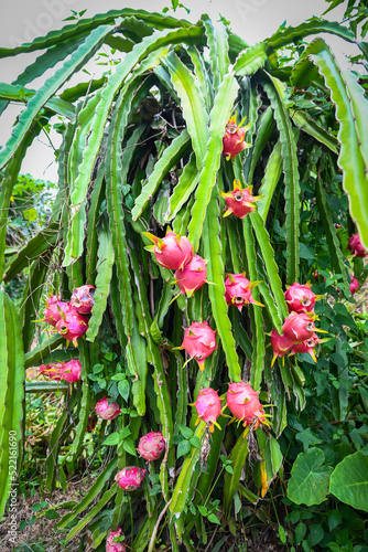 dragon fruit on the dragon fruit tree waiting for the harvest in the agriculture farm at asian  pitahaya plantation dragon fruit in thailand in the summer