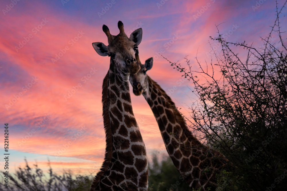 Pair of African giraffes in the African savannah of South Africa under a  beautiful sunset sky, this herbivorous animal is a star on safari and  attracts millions of tourists and visitors. foto