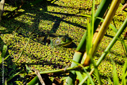 green frog in the pond photo