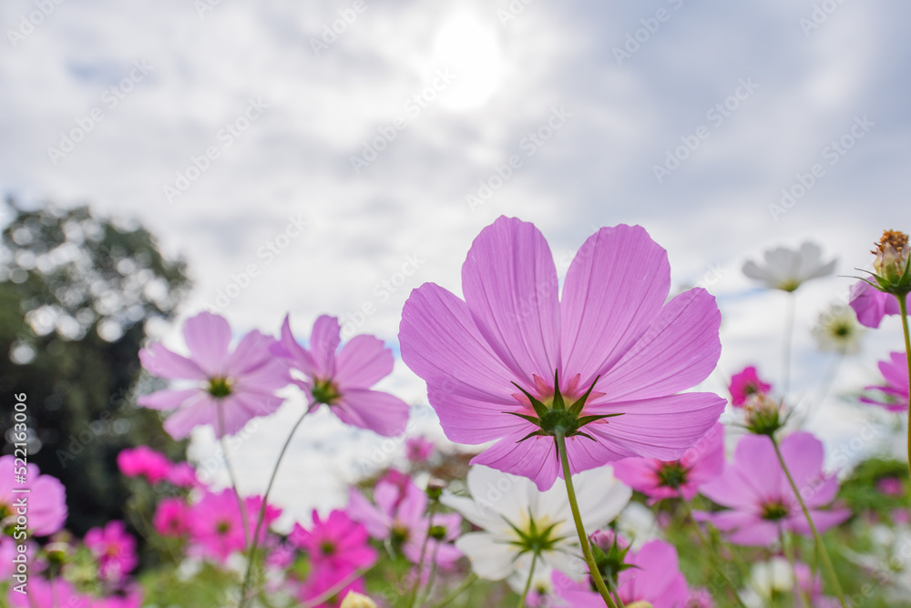秋の始まりを感じるコスモス