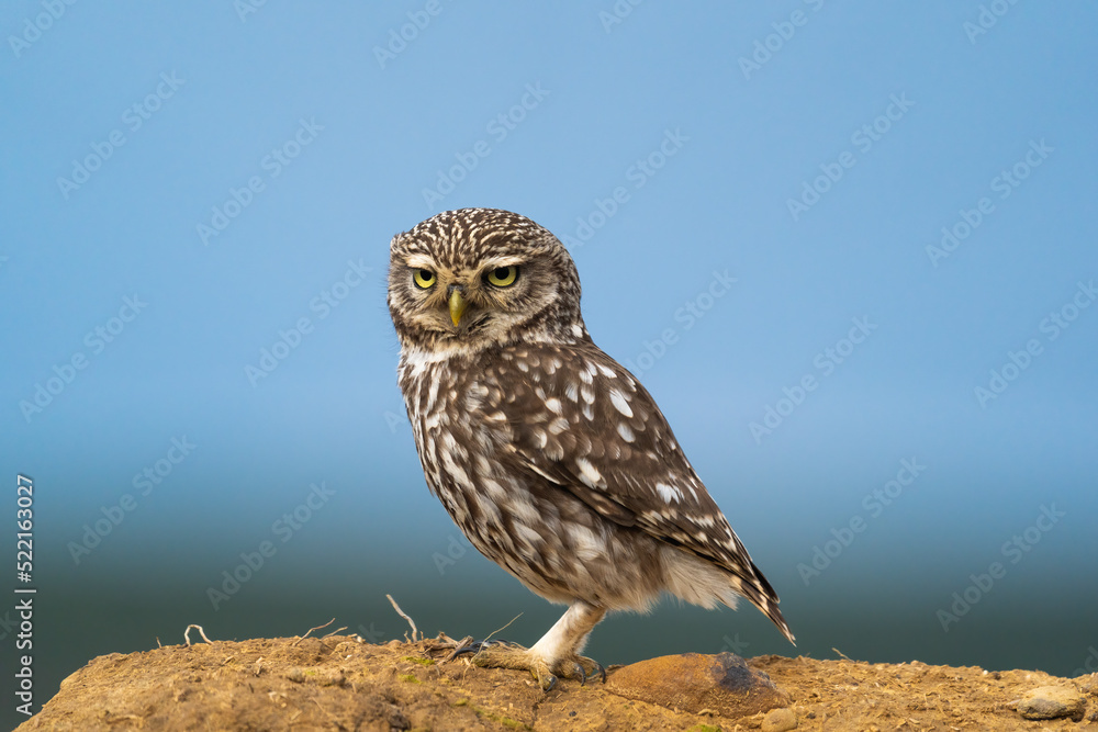 Little Owl Perched On A Mud Wall Little Owl Perched On A Mud Wall