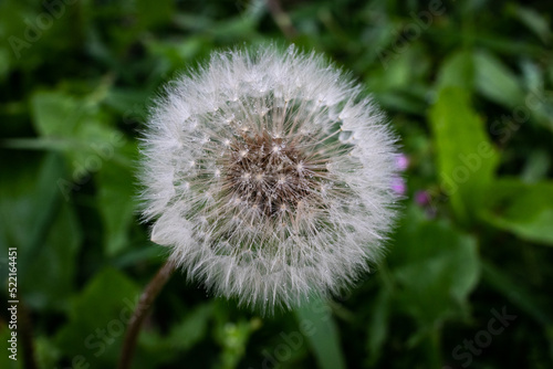 dandelion in the grass with rain drops