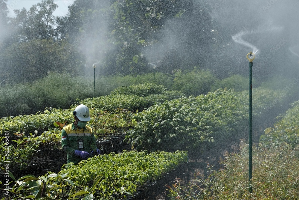 Fototapeta premium Watering plant seeds at PT Vale Indonesia Nursery