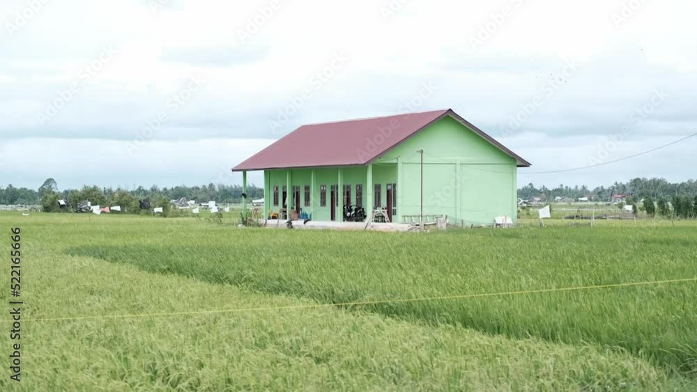 Green house in the middle ricefield Green house in the middle ricefield