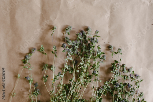 Gathering herbs for herbal tea photo