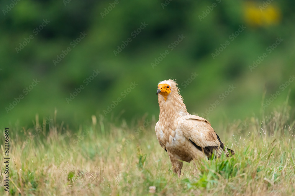 Egyptian Vulture In A Prairie Egyptian Vulture In A Prairie