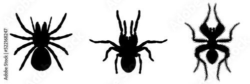 Fotobehang tarantula icon