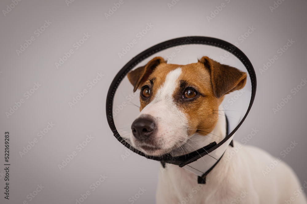 Jack Russell Terrier dog in plastic cone after surgery. Copy space. 