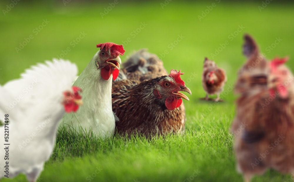 Fototapeta premium Young hen in the chicken farm. Concept organics farm, organic living. Agriculture. Chicken egg. Healthy farm healthy food.