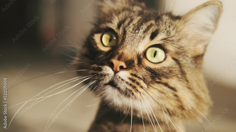 Close-up of a cute sitting cat in the sun. Striped domestic cat. Happy adorable pets concept. Trimmed cat
Close-up of a cute sitting cat in the sun. Striped domestic cat. Happy adorable pets concept. Trimmed cat