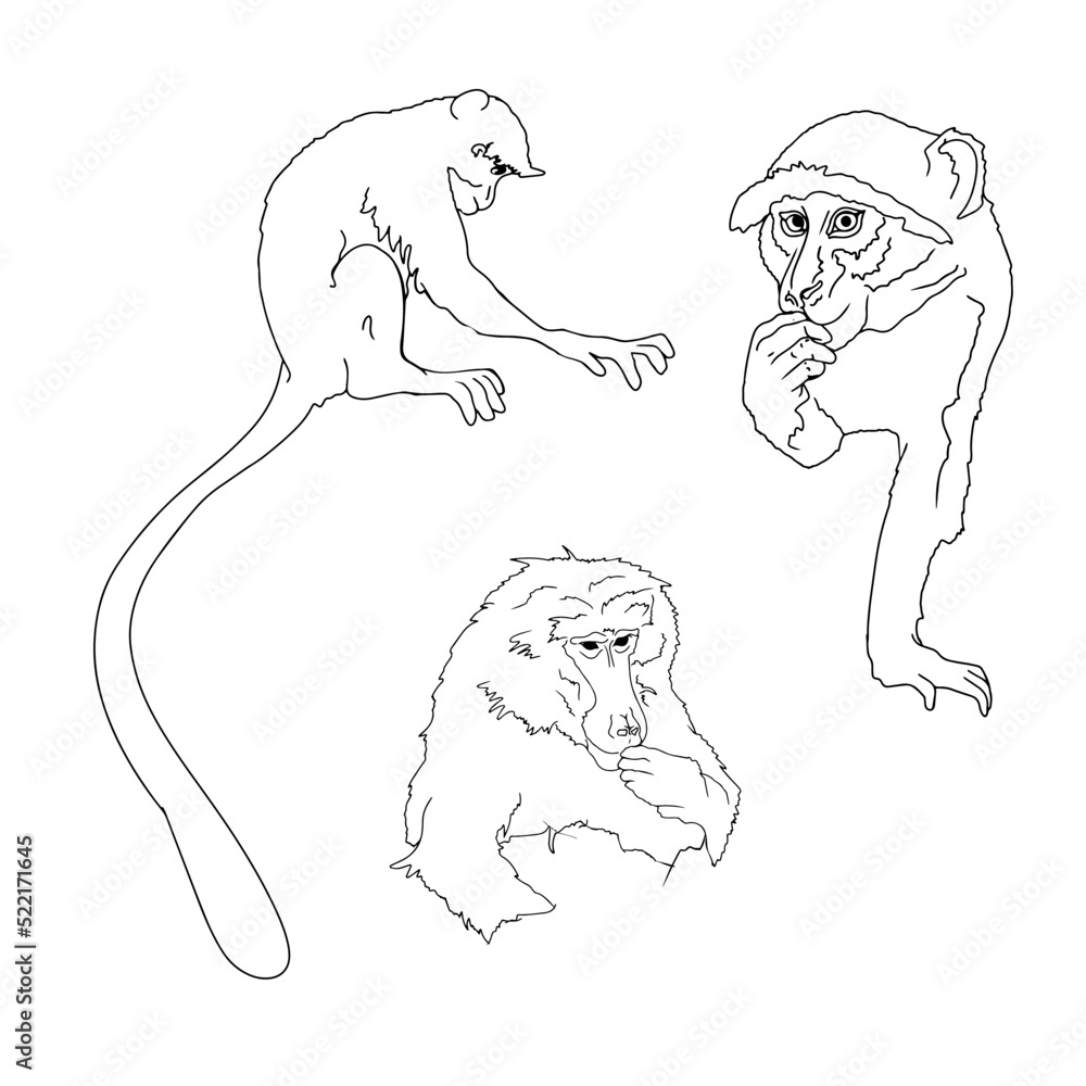 Vector Large set of monkeys isolated on a white background. Portrait of